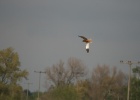 VWG vogelreis Oost Duitsland mei 2010 358 : VWG vogelreis Oost Duitsland mei 2010, m.klingers